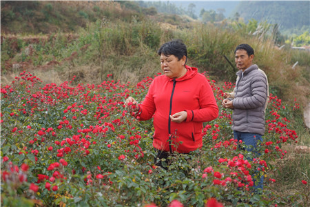 李树仙(左)在查看金边玫瑰长势。
