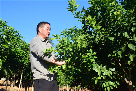 吴少荣在查看柑橘长势情况。