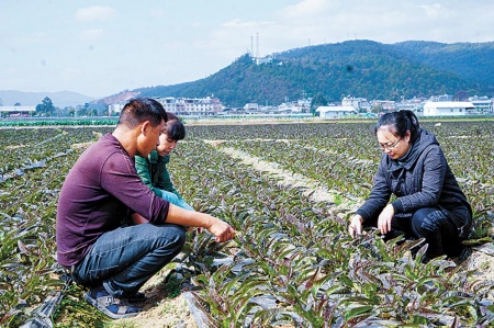 马丽华(右)与种植户交流种植技术。