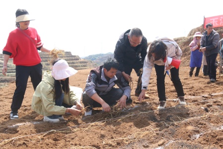 人大代表周秀艳在为村民进行绞股蓝栽种示范