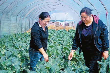熊文兰(左)和村民一起查看花菜长势。